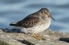 Purple Sandpiper at Southend Pier (Steve Arlow) (55218 bytes)